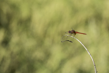 Obraz premium Dragonfly on dry leaf. background blur