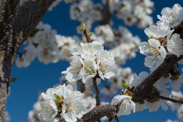 Flowers on apricot tree. Garden in early spring.