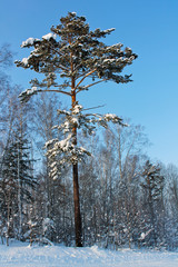 сосна в снегу, зимняя Сибирь, Россия © tairalist