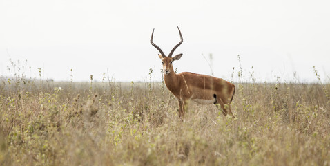 Impala and Kenyan landscape