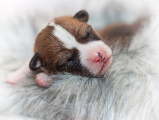 cute dog puppy basenji