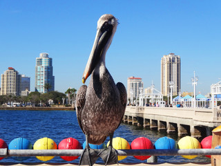 Fototapeta premium Pelikan in St Pete Beach