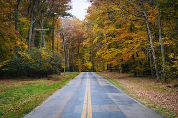 Autumn color along Carmichael Road, near Wye Island, Maryland.