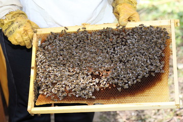 Imker mit Bienen auf Rahmen