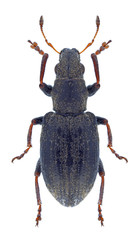 Beetle Sitona obsoletus a white background