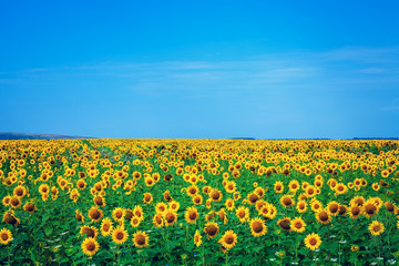 Fototapeta premium Field of Yellow. A field of sunflowers