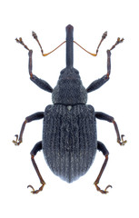 Beetle Anthonomus rubi on a white background