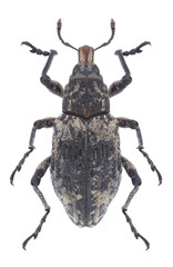 Beetle Coniocleonus hollbergii on a white background