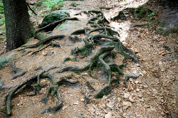 Baumwurzeln im Wald-Sächsische Schweiz