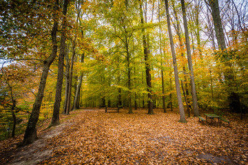 Autumn color at Wye Island, Maryland.