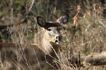 Whitetail Deer doe in early morning light fall