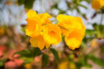 Tecoma flowers