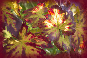 Grape leaf closeup in sunlight. Color photo.
