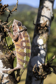 Panther Chameleon, Furcifer Pardalis, the leaves of the tree, Madagascar