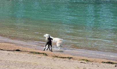Deux chiens s'amusent sur une plage en Bretagne