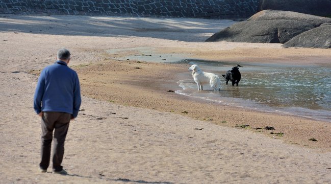Deux chiens et leur maître jouent sur une plage de Bretagne