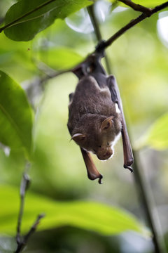 bat sleeping on a branch, forest Madagascar
