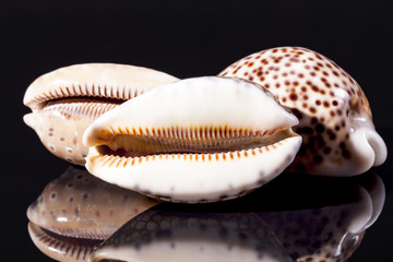sea shells of tiger cowry isolated on black background