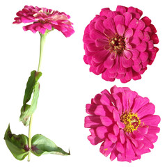 Pink tsiniya isolated on white background 