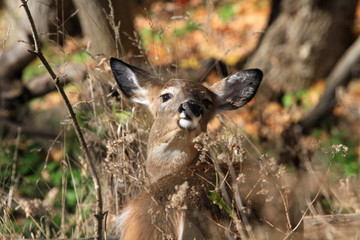 Whitetail Deer doe in early morning light fall