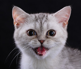 kitten with open mouth, isolated black background
