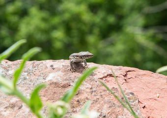 Lizard