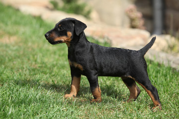 Beautiful puppy of German Hunting Terrier