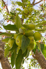 Manzano con cosecha abundante de manzanas rodeadas de hojas  colgando de una rama
