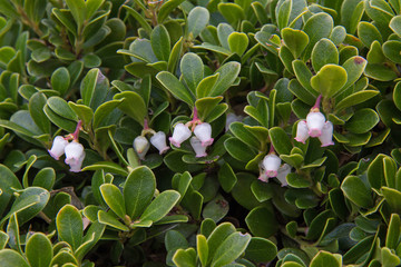 Planta y flores de Gayuba Uva Ursi