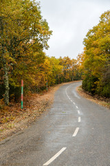Fototapeta premium Carretera entre Arboleda Otoñal un día de Lluvia