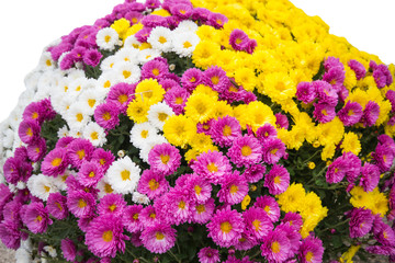 Beautiful flowers on meadow / Beautiful flowers of chrysanthemums.