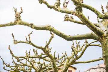 élagage/branches de platanes