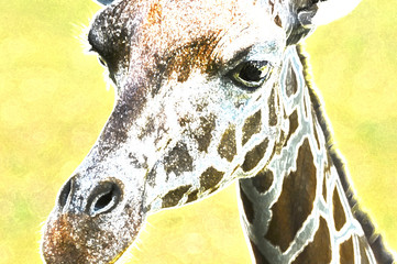 close up of colorful giraffe