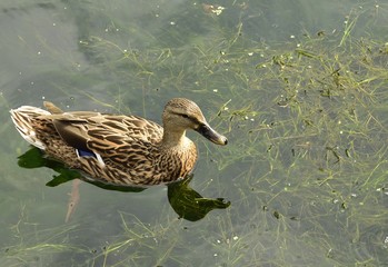 Florida Mottled Duck swimming in a pond.
