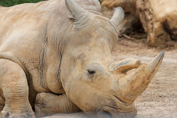 Rhinoceros laying down