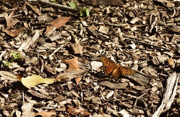  Florida Gulf Fritillary Butterfly resting on the path. 