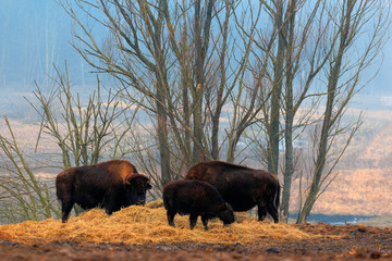 Dokarmianie Bizonów   © Wojciech Lisiński
