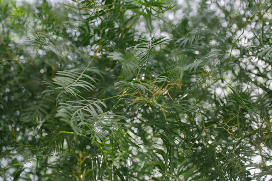 Schinus molle. Pimienta de california. Falsa pimienta. Hojas de falso &aacute;rbol de la pimienta. Textura de hojas. False pepper tree. California pepper tree, leaves texture and background.