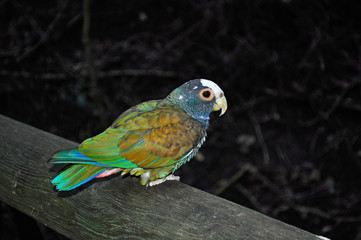 Sud Africa, 26/09/2009: un pappagallo al Birds of Eden, la più grande voliera di volo libero al mondo, il santuario degli uccelli vicino Plettenberg Bay, sulla famosa Garden Route
