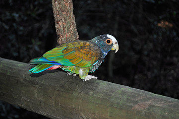 Sud Africa, 26/09/2009: un pappagallo al Birds of Eden, la più grande voliera di volo libero al mondo, il santuario degli uccelli vicino Plettenberg Bay, sulla famosa Garden Route