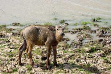 A Calf in the wetlands.
