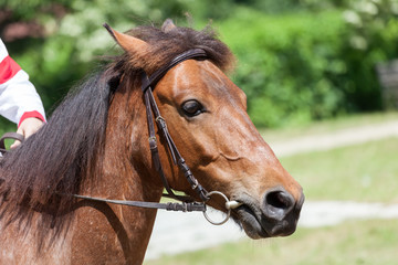 Fototapeta premium dressage horse