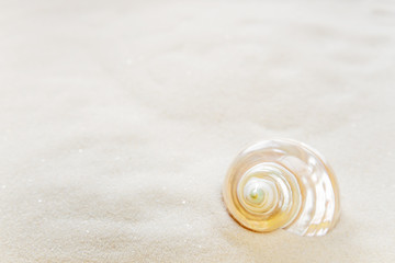 Fototapeta na wymiar One shell on the sea sand