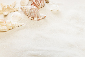 Clams on the sea sand