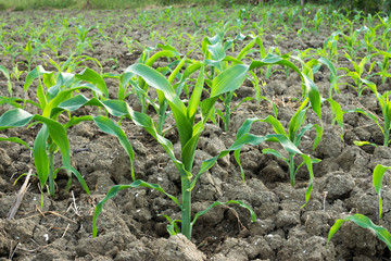 corn field close-up at the sunset