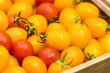 Small Red and Yellow tomato.