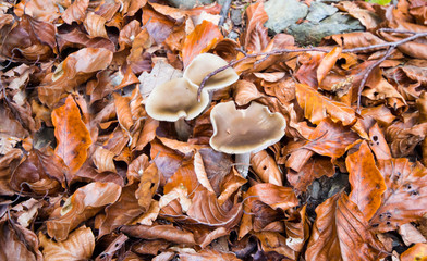 Mushrooms in the autumn forest / Mushrooms on dry leaf in the forest