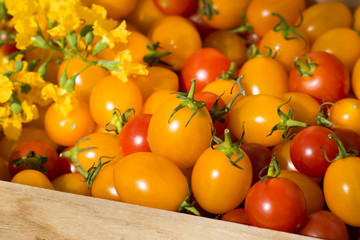 Small Red and Yellow tomato.