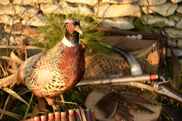 Colorful pheasant and hunting equipment in front of the old stone background outdoors 