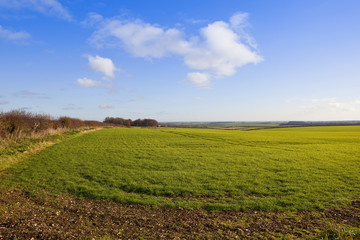 agriculture in autumn